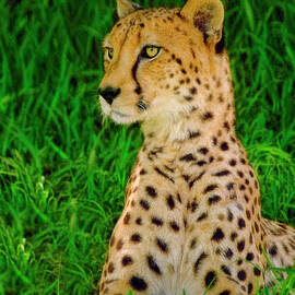 Cheetah Sitting Up Ready To Go by Blake Richards
