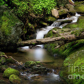 Cherokee National Forest by Shelia Hunt