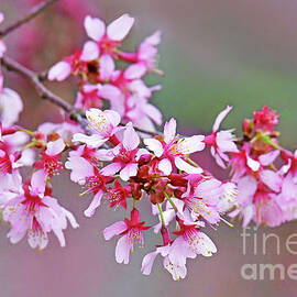 Cherry Blossom Branch on Green by Regina Geoghan