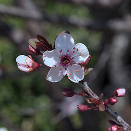 Cherry Blossom with Buds by Christopher Page