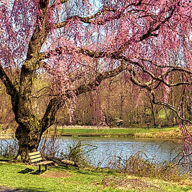 Cherry blossoms at Holmdel Park in Holmdel, New Jersey by Geraldine Scull