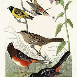 Chestnut-coloured Finch, Black-headed Siskin, Black crown Bunting and Arctic Ground Finch by John James Audubon