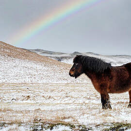 Chestnut Icelandic horse with rainbow