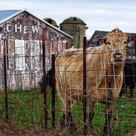 Chew... Cud -  Wisconsin barn with Chew Tobacco advertisement and cow plus silos by Peter Herman
