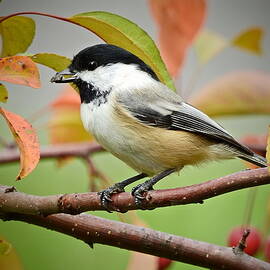 Chickadee in Full Color by Carmen Macuga