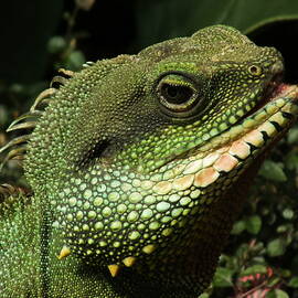 Chinese Water Dragon Portrait 1 by James Dower