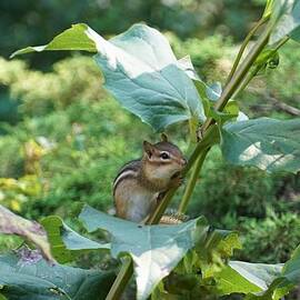 Chipmunk and the Squarestem rosinweed by Maria Faria Rodrigues