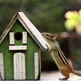 Chipmunk - Is Anybody Home by Peggy Collins