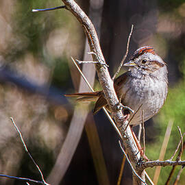 Chipping Sparrow Along the Boathouse Creek Trail by Bob Decker