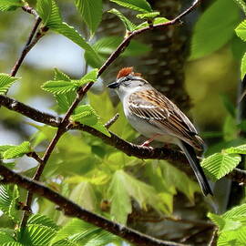 Chipping Sparrow in Spring by Lyuba Filatova