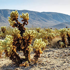 Cholla Cactus Landscape by Pierre Leclerc Photography