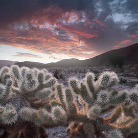 Chollas and Sprinkling Rain in the Anza Borrego Desert by William Dunigan