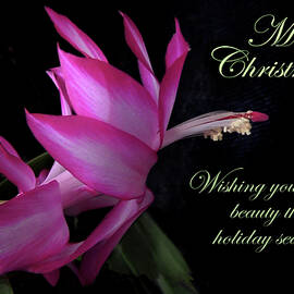 Christmas Cactus Christmas Card by Nancy Griswold