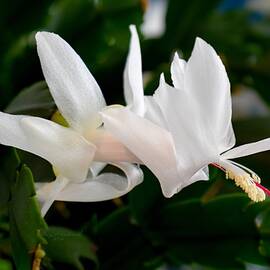 Christmas Cactus in Spring - White by Gary F Richards