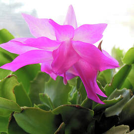 Christmas Cactus Ombre