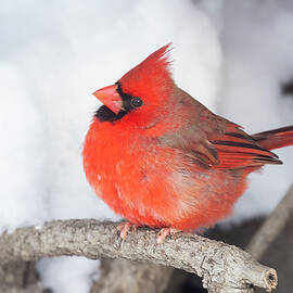 Christmas Cardinal by Mircea Costina Photography