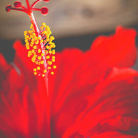 Christmas Hibiscus by Nancy Carol Photography
