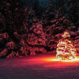 Christmas in the Forest by Michael Griffiths