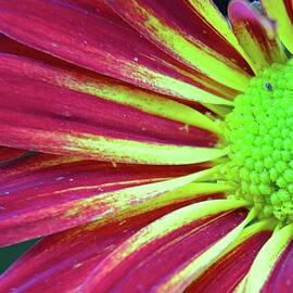 Chrysanthe Mums