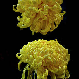 Chrysanthemum- Double Fort Smith  by Alinna Lee