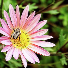 Chrysanthemum 'Hillside Sheffield Pink'  by Lyuba Filatova