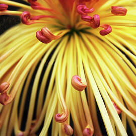 Chrysanthemum Morning by Jessica Jenney