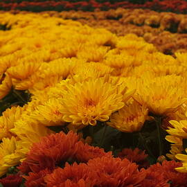 Chrysanthemums in Bloom 1 by James Dower