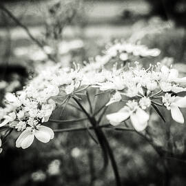 Cilantro Flowers by W Craig Photography