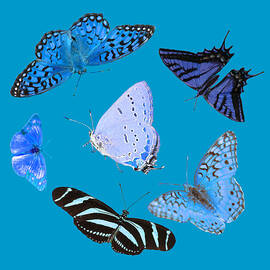 Circle Of Blue Butterflies