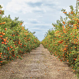 Citrus Orchard by Elvira Peretsman
