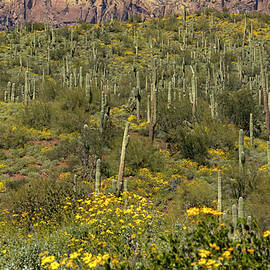 City of Saguaros by Sue Cullumber