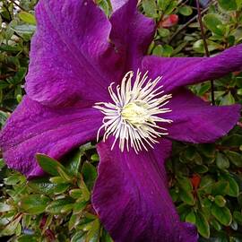 Clematis. End of June.