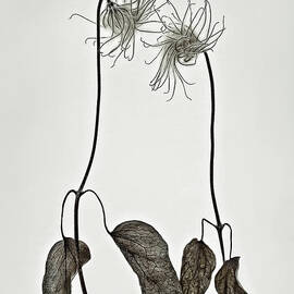 Togetherness two clematices evoking emotional respond of intrique, bestseller by Tatiana Bogracheva