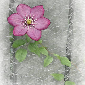 Climbing Clematis - Pink by Elena Francis