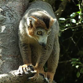 Climbing Crowned Lemur by James Dower