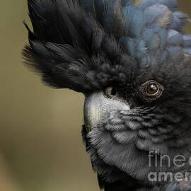 Close up head of male Red-tailed Black-Cockatoo by Chris De Blank