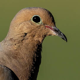 Close Up of a Dove Profile