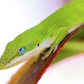 Close Up of a Green Anole Reptile by Phillip Espinasse