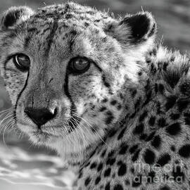 Close up of cheetah in Namibia by Patricia Hofmeester