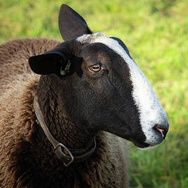Close-up sheep / animal, rural, portrait / fine-art / wall-art by Suzanne De Jong