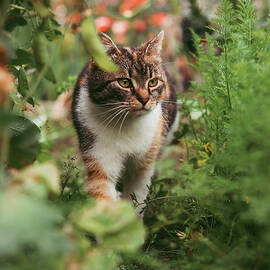 Felis catus domesticus passes through the blackberries by Vaclav Sonnek