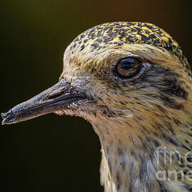 Closeup Portrait of a Pacific Golden Plover in Honolulu Hawaii by Phillip Espinasse
