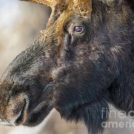 Closeup Profile Portrait of a Scarred Bull Moose by Phillip Espinasse