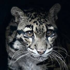 Clouded leopard  by Elaine Starr