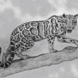 Clouded Leopard by Nicola Fusco