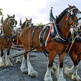 Clydesdale Team  by Sally Weigand