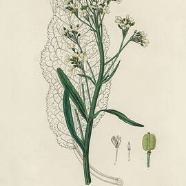 Cochlearia Armoracia - Horseradish - Medical Botany - Vintage Botanical Illustration