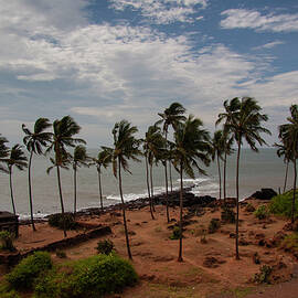 Coconut trees at beach