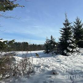 Cold Winter Day  by Jeffrey Koss