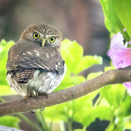 Ferruginous Pygmy-Owl